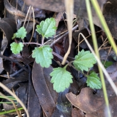 Veronica calycina at Uriarra, NSW - 30 Jul 2023 09:36 AM