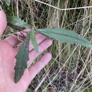 Senecio sp. at Uriarra, NSW - 30 Jul 2023