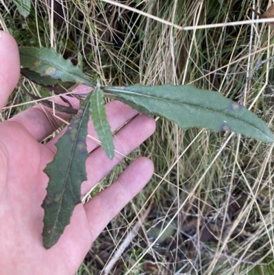 Senecio (genus) (A Fireweed) at Uriarra, NSW - 30 Jul 2023 by Tapirlord