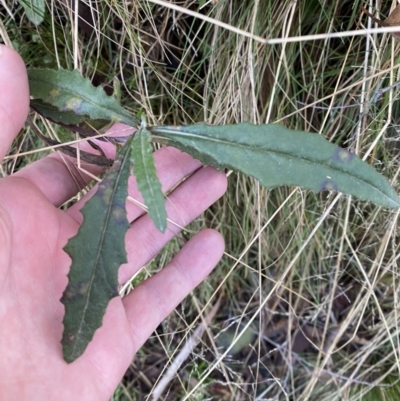 Senecio sp. (A Fireweed) at Brindabella National Park - 29 Jul 2023 by Tapirlord