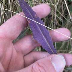 Senecio sp. at Uriarra, NSW - 30 Jul 2023 09:36 AM