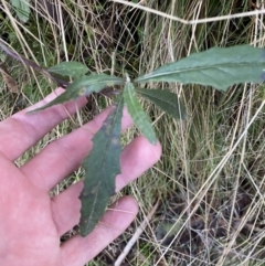 Senecio sp. at Uriarra, NSW - 30 Jul 2023 09:36 AM