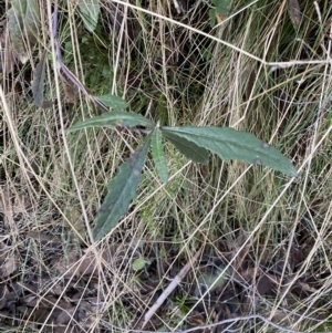 Senecio sp. at Uriarra, NSW - 30 Jul 2023 09:36 AM