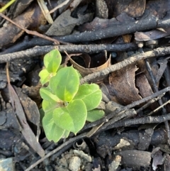 Coprosma hirtella (Currant Bush) at Brindabella National Park - 29 Jul 2023 by Tapirlord