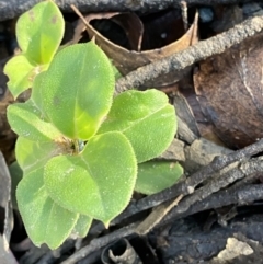 Coprosma hirtella at Uriarra, NSW - 30 Jul 2023