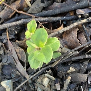 Coprosma hirtella at Uriarra, NSW - 30 Jul 2023