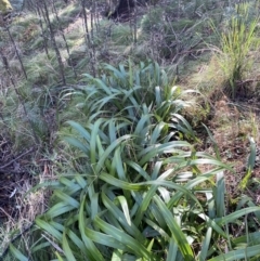 Dianella tasmanica (Tasman Flax Lily) at Uriarra, NSW - 29 Jul 2023 by Tapirlord