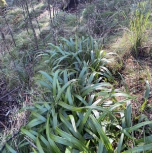 Dianella tasmanica at Uriarra, NSW - 30 Jul 2023