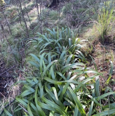 Dianella tasmanica (Tasman Flax Lily) at Uriarra, NSW - 29 Jul 2023 by Tapirlord