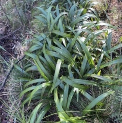 Dianella tasmanica at Uriarra, NSW - 30 Jul 2023 09:35 AM