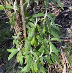 Bedfordia arborescens (Blanket Bush) at Brindabella National Park - 29 Jul 2023 by Tapirlord