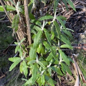 Bedfordia arborescens at Uriarra, NSW - 30 Jul 2023