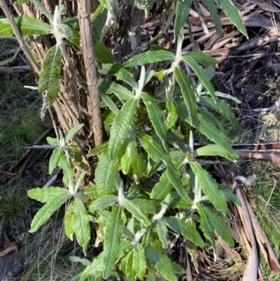 Bedfordia arborescens (Blanket Bush) at Uriarra, NSW - 29 Jul 2023 by Tapirlord