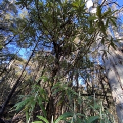 Bedfordia arborescens at Uriarra, NSW - 30 Jul 2023