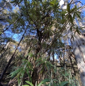 Bedfordia arborescens at Uriarra, NSW - 30 Jul 2023