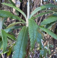 Bedfordia arborescens at Uriarra, NSW - 30 Jul 2023 09:34 AM