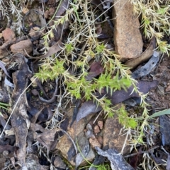 Stellaria pungens (Prickly Starwort) at Uriarra, NSW - 30 Jul 2023 by Tapirlord