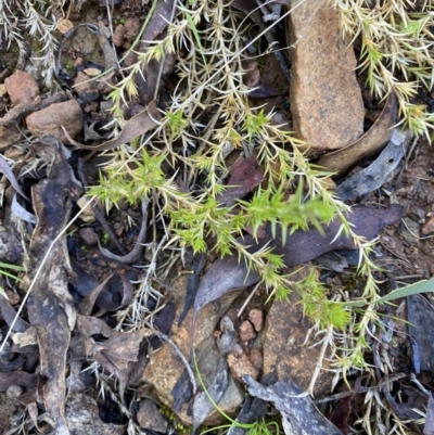 Stellaria pungens (Prickly Starwort) at Uriarra, NSW - 29 Jul 2023 by Tapirlord