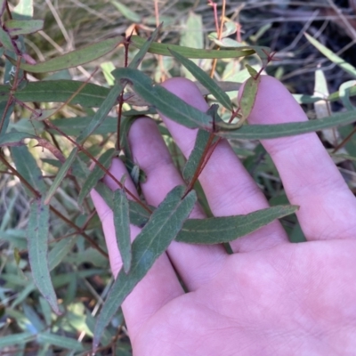Eucalyptus radiata subsp. robertsonii (Robertson's Peppermint) at Brindabella National Park - 29 Jul 2023 by Tapirlord