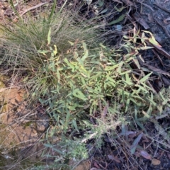 Eucalyptus radiata subsp. robertsonii at Uriarra, NSW - 30 Jul 2023