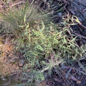 Eucalyptus radiata subsp. robertsonii at Uriarra, NSW - 30 Jul 2023 09:34 AM