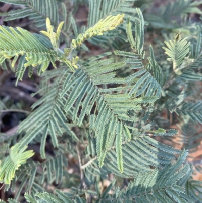 Acacia dealbata subsp. subalpina (Monaro Silver-wattle) at Brindabella National Park - 29 Jul 2023 by Tapirlord