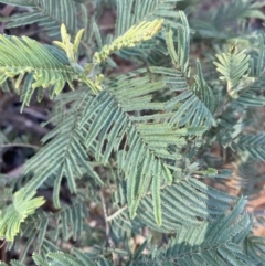 Acacia dealbata subsp. subalpina (Monaro Silver-wattle) at Brindabella National Park - 29 Jul 2023 by Tapirlord