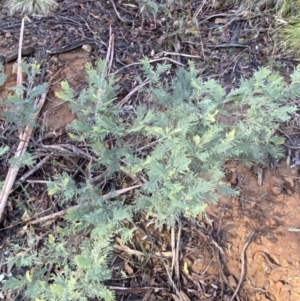 Acacia dealbata subsp. subalpina at Uriarra, NSW - 30 Jul 2023