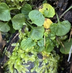 Viola hederacea (Ivy-leaved Violet) at Uriarra, NSW - 30 Jul 2023 by Tapirlord