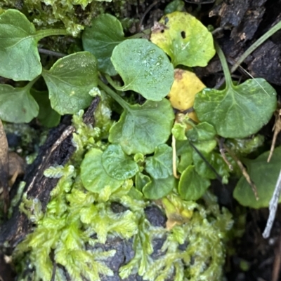 Viola hederacea (Ivy-leaved Violet) at Uriarra, NSW - 30 Jul 2023 by Tapirlord