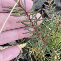 Persoonia chamaepeuce (Dwarf Geebung) at Uriarra, NSW - 30 Jul 2023 by Tapirlord