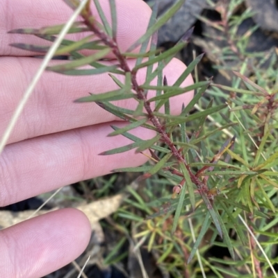 Persoonia chamaepeuce (Dwarf Geebung) at Uriarra, NSW - 30 Jul 2023 by Tapirlord