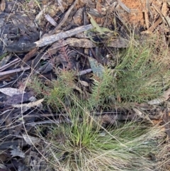 Persoonia chamaepeuce at Uriarra, NSW - 30 Jul 2023 09:31 AM