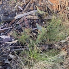 Persoonia chamaepeuce at Uriarra, NSW - 30 Jul 2023