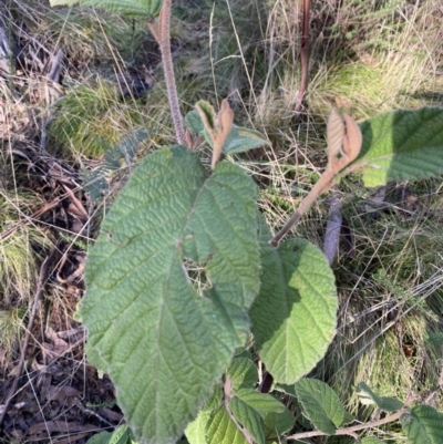 Pomaderris aspera (Hazel Pomaderris) at Uriarra, NSW - 30 Jul 2023 by Tapirlord