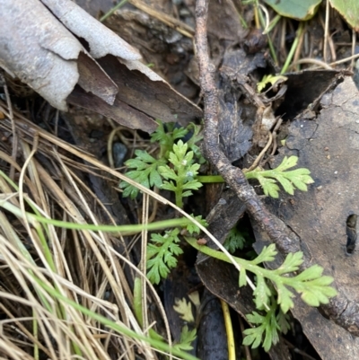 Leptinella filicula (Mountain Cotula) at Uriarra, NSW - 30 Jul 2023 by Tapirlord