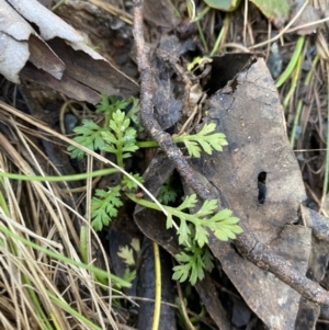 Leptinella filicula at Uriarra, NSW - 30 Jul 2023