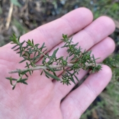 Cassinia aculeata subsp. aculeata (Dolly Bush, Common Cassinia, Dogwood) at Uriarra, NSW - 29 Jul 2023 by Tapirlord