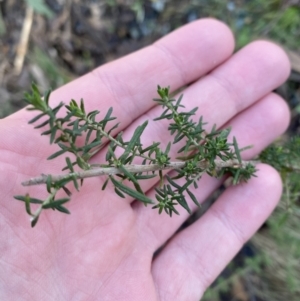 Cassinia aculeata subsp. aculeata at Uriarra, NSW - 30 Jul 2023 09:30 AM