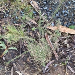 Cassinia aculeata subsp. aculeata at Uriarra, NSW - 30 Jul 2023