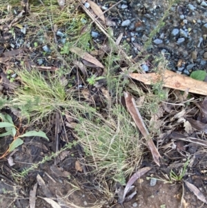 Cassinia aculeata subsp. aculeata at Uriarra, NSW - 30 Jul 2023 09:30 AM