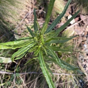 Senecio diaschides at Uriarra, NSW - 30 Jul 2023