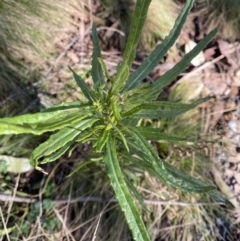 Senecio diaschides (Erect Groundsel) at Brindabella National Park - 29 Jul 2023 by Tapirlord