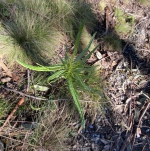 Senecio diaschides at Uriarra, NSW - 30 Jul 2023 09:30 AM