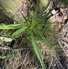 Senecio diaschides at Uriarra, NSW - 30 Jul 2023 09:30 AM