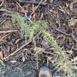 Daviesia ulicifolia subsp. ruscifolia at Uriarra, NSW - 30 Jul 2023