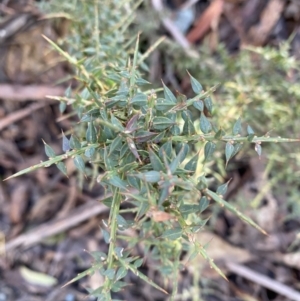 Daviesia ulicifolia subsp. ruscifolia at Uriarra, NSW - 30 Jul 2023 09:29 AM