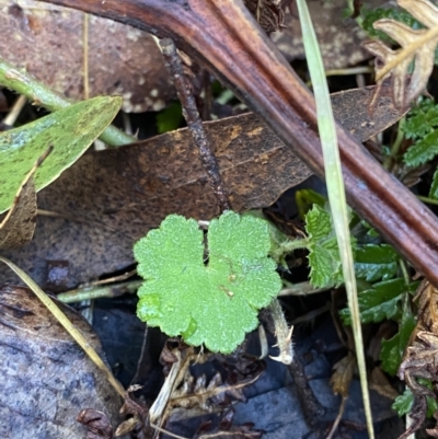 Hydrocotyle hirta (Hairy Pennywort) at Uriarra, NSW - 30 Jul 2023 by Tapirlord