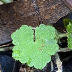 Hydrocotyle hirta at Uriarra, NSW - 30 Jul 2023 09:28 AM