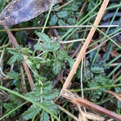 Acaena novae-zelandiae (Bidgee Widgee) at Brindabella National Park - 29 Jul 2023 by Tapirlord